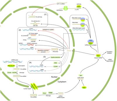 Recent advances in the functional explorations of nuclear microRNAs